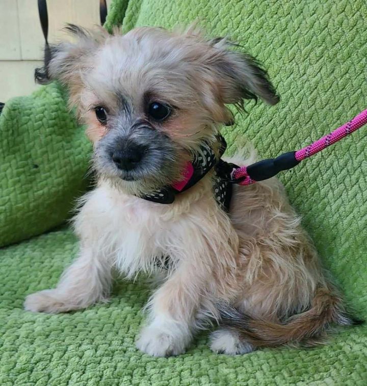 Puppies on the Prairie Shih Tzu