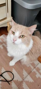 Muffin (Foster Cat)