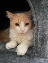 Muffin (Foster Cat) 2