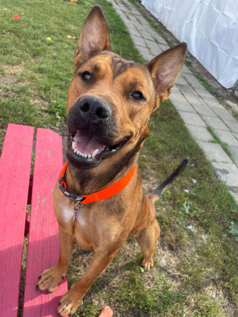 Barry, an adoptable German Shepherd Dog, Mixed Breed in Warren, MI, 48089 | Photo Image 3