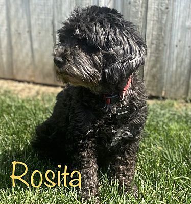 ROSITA, an adoptable Cockapoo, Poodle in Pico Rivera, CA, 90660 | Photo Image 1