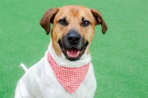 Nice to meet you my name is Teddy I am a 1 year and 9 month old 70 lbs neutered