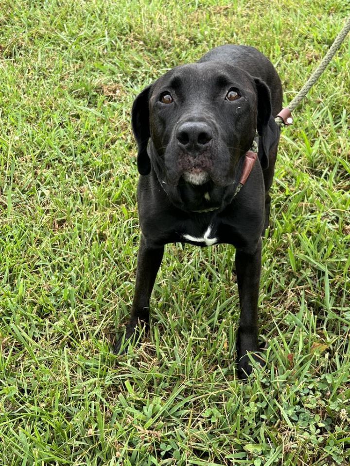 Bailey - Adoptable, an adoptable Labrador Retriever Mix in Chickamauga , GA_image-2