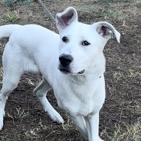 Monty, an adoptable Labrador Retriever in Wadena, MN, 56482 | Photo Image 2