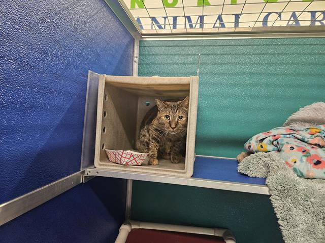 TABBI, an adoptable Domestic Short Hair in Norfolk, VA, 23502 | Photo Image 1