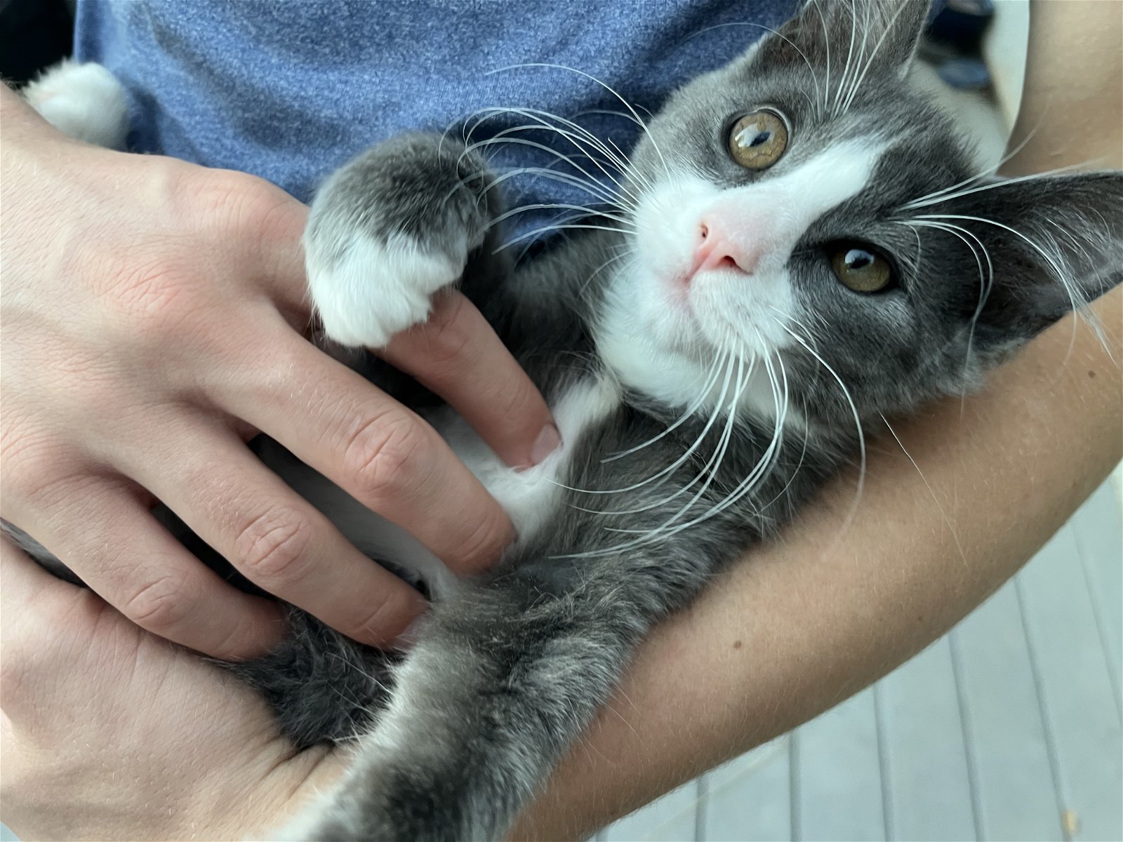 Smokey, an adoptable Domestic Long Hair in Redding, CA, 96099 | Photo Image 1