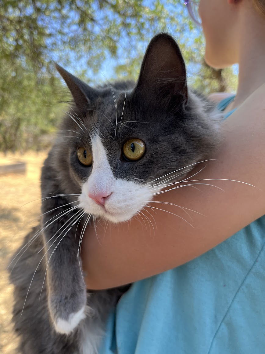 Smokey, an adoptable Domestic Long Hair in Redding, CA, 96099 | Photo Image 1