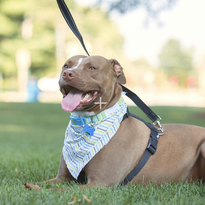 Waylon , an adoptable Pit Bull Terrier Mix in Springfield, MO_image-4