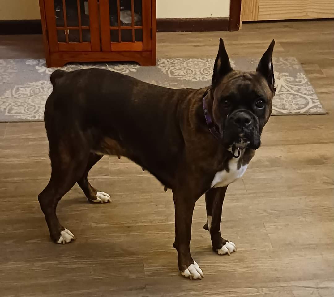 Ladybug - ADOPTION PENDING!!!, an adoptable Boxer in Shakopee, MN, 55379 | Photo Image 2