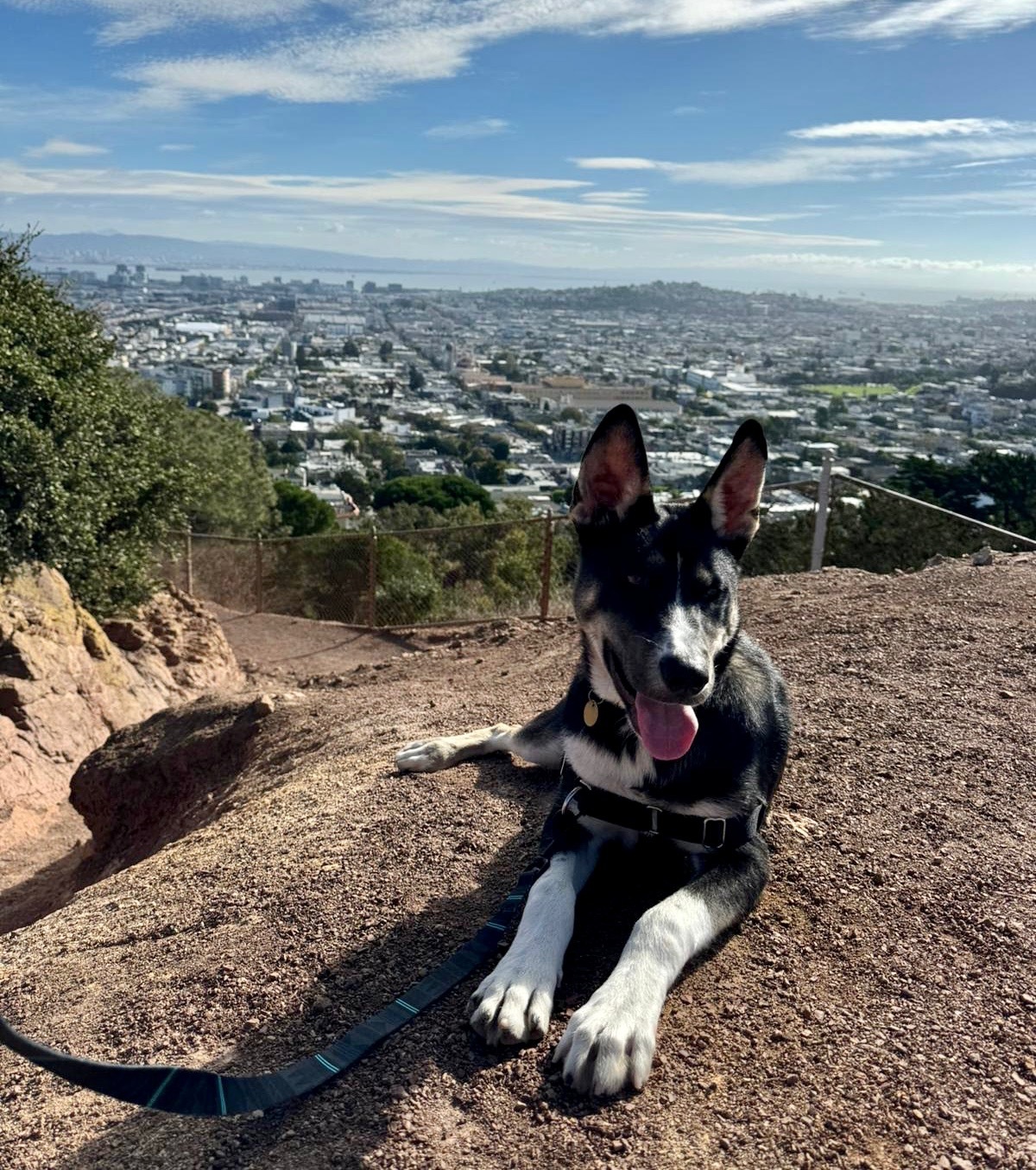 Dog for adoption Petfinder