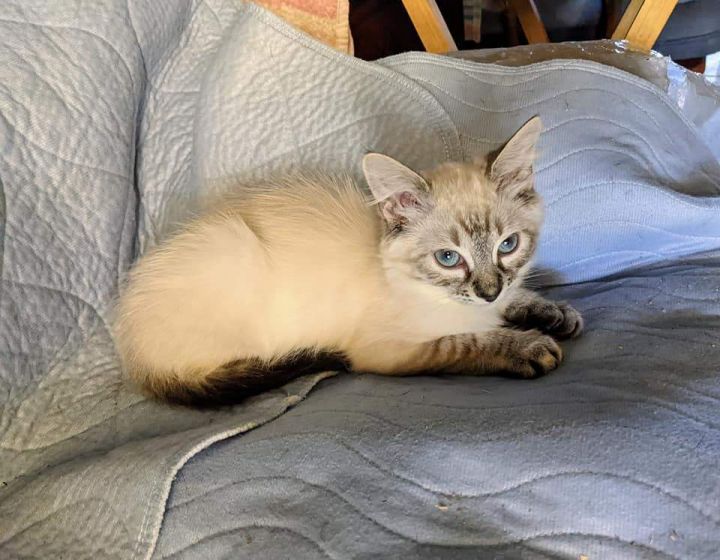 Himalayan store mix kittens