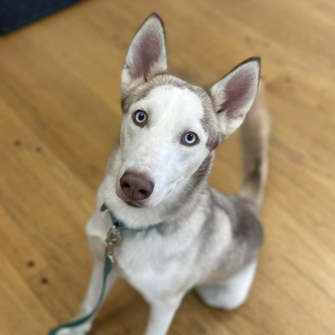 Pogo