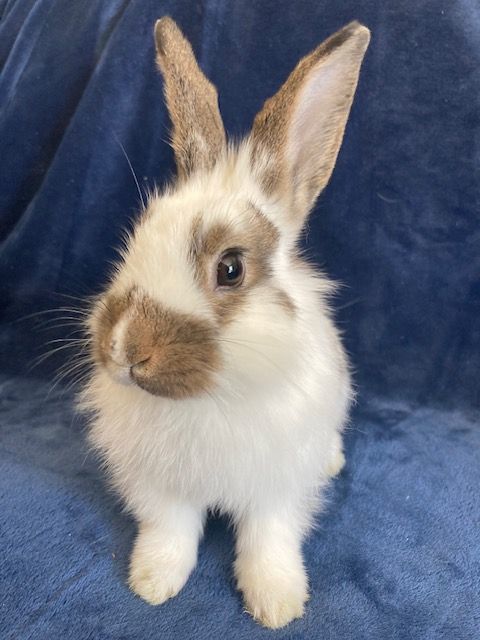 Malcolm, an adopted Bunny Rabbit Mix in San Jose, CA_image-2