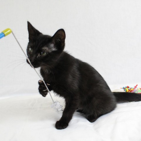 Sydney, an adoptable Domestic Short Hair in Friendswood, TX_image-5