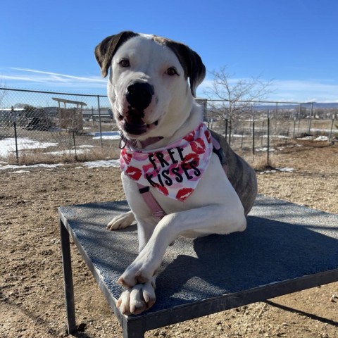 Jinx, an adoptable American Bulldog, Mixed Breed in Taos, NM, 87571 | Photo Image 1