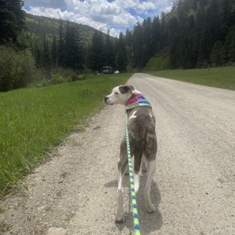 Jinx, an adoptable American Bulldog, Mixed Breed in Taos, NM, 87571 | Photo Image 4