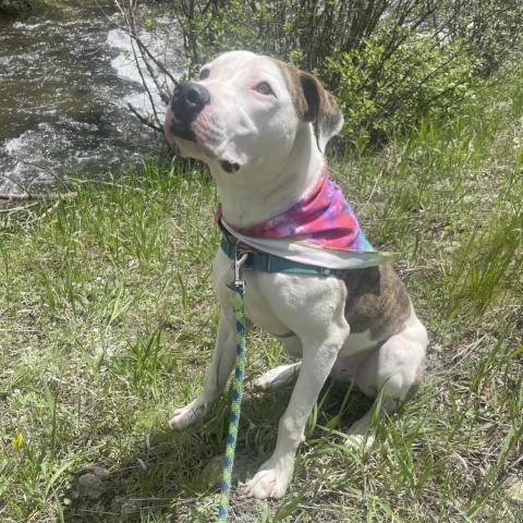 Jinx, an adoptable American Bulldog, Mixed Breed in Taos, NM, 87571 | Photo Image 5