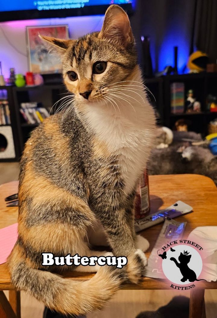 Buttercup, an adoptable Domestic Short Hair in Dacula, GA_image-4