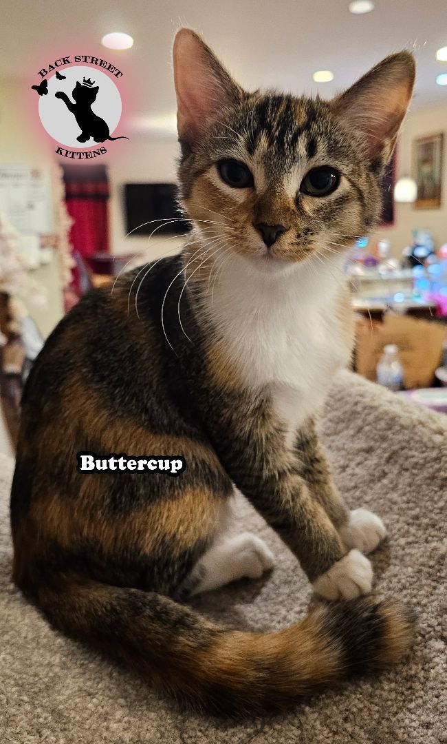 Buttercup, an adoptable Domestic Short Hair in Dacula, GA_image-5