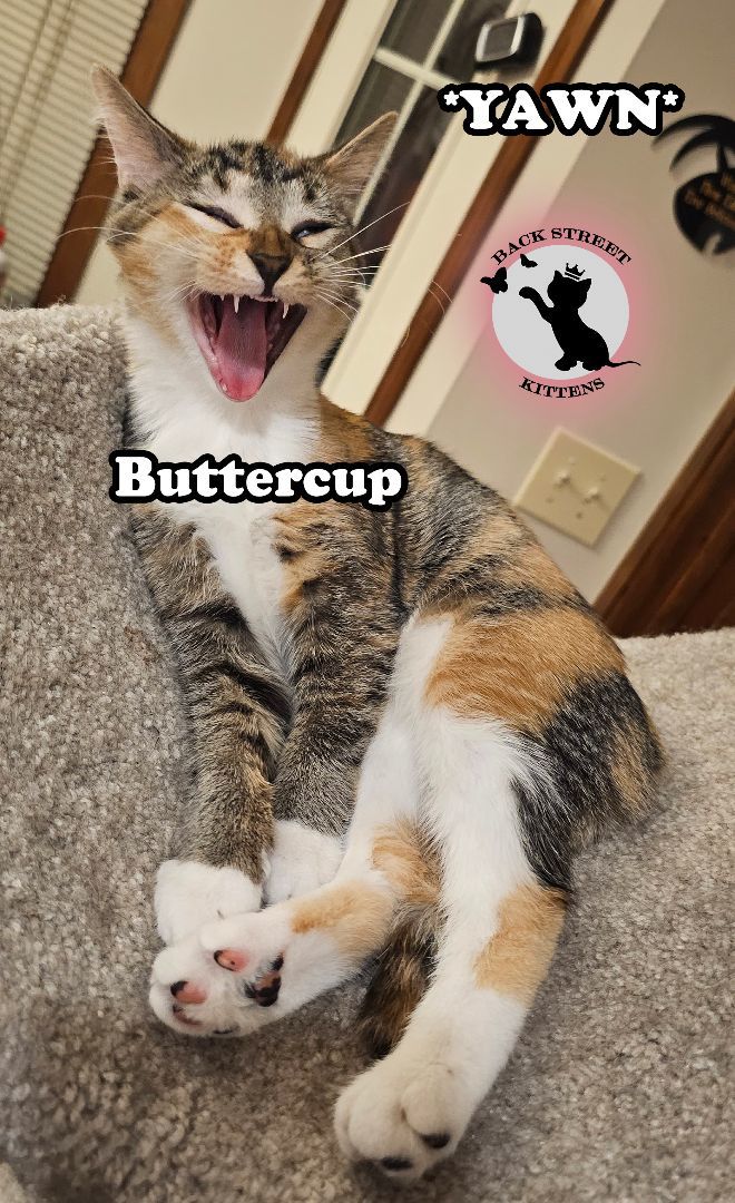 Buttercup 6