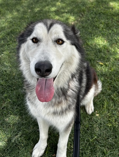 Phoenix's HALO Animal Rescue is working to get senior dogs into loving  families