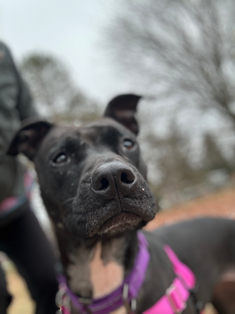 Sally, an adoptable Pit Bull Terrier in Liverpool, NY, 13088 | Photo Image 1