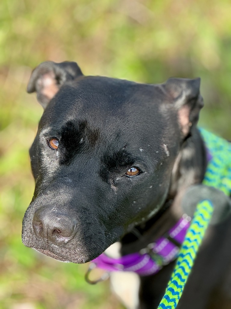 Sally, an adoptable Pit Bull Terrier in Liverpool, NY, 13088 | Photo Image 3
