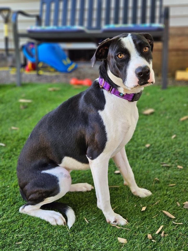 Rosita Martinez, an adoptable Labrador Retriever Mix in Hillsboro, OR_image-1