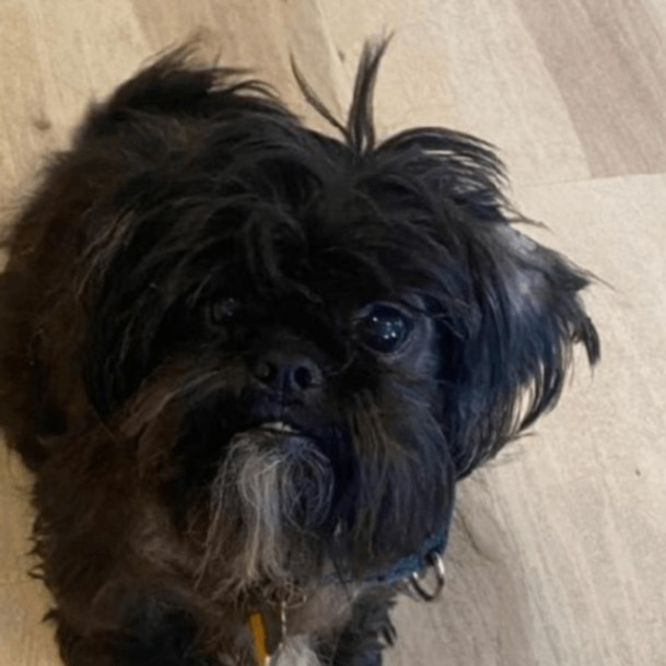 Mushu 1