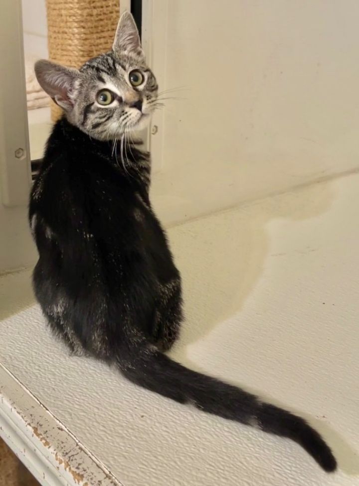 Pepper, an adoptable Domestic Short Hair in Cambria, CA_image-3