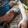 Momma Paprika - Cuddly Lap Kitty