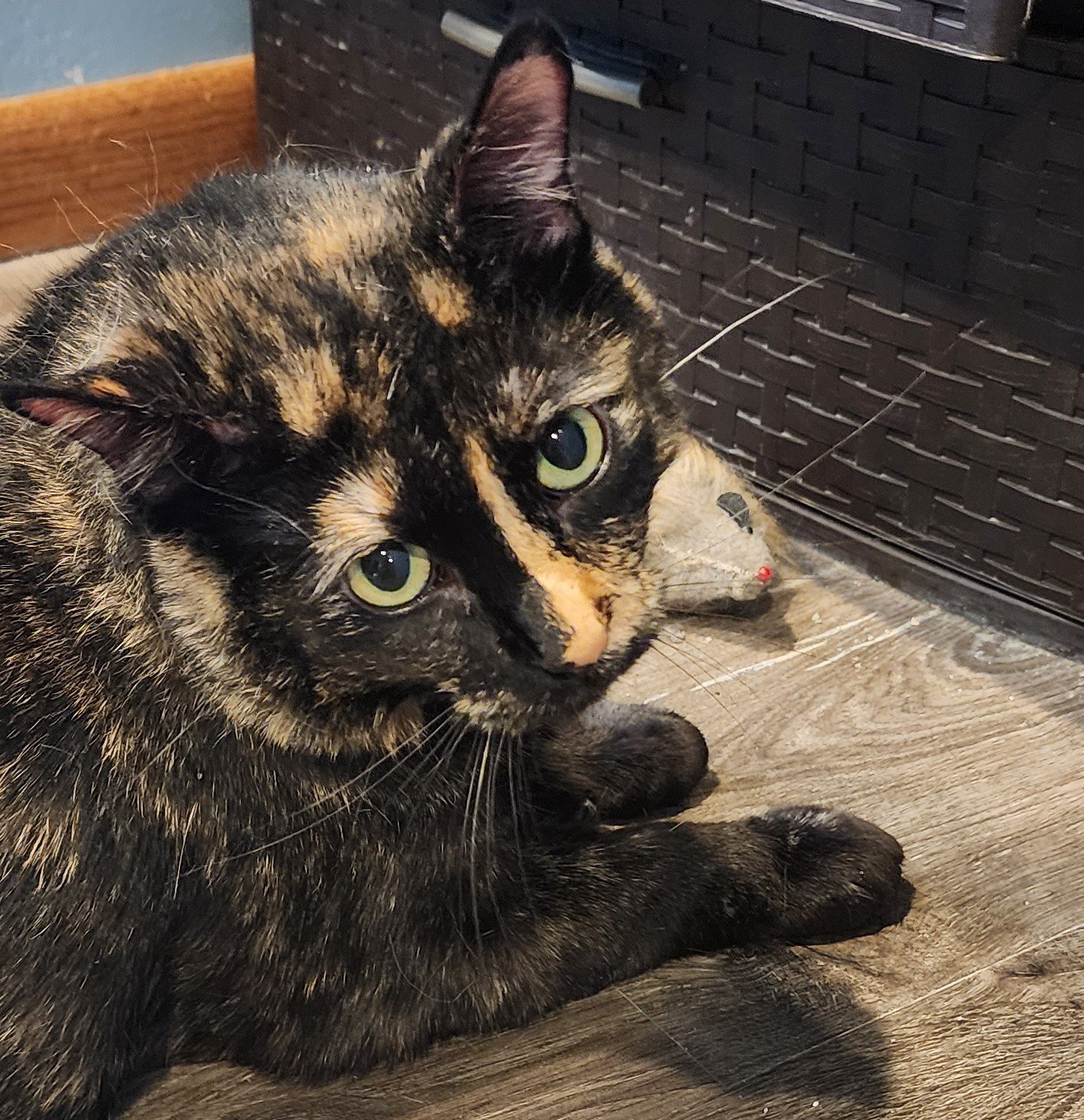 Looney, an adoptable Domestic Short Hair, Tortoiseshell in Forest Lake, MN, 55025 | Photo Image 1