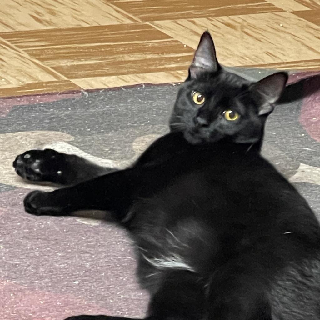 Dorito (adoption pending), an adoptable Domestic Medium Hair in Bismarck, ND, 58507 | Photo Image 1