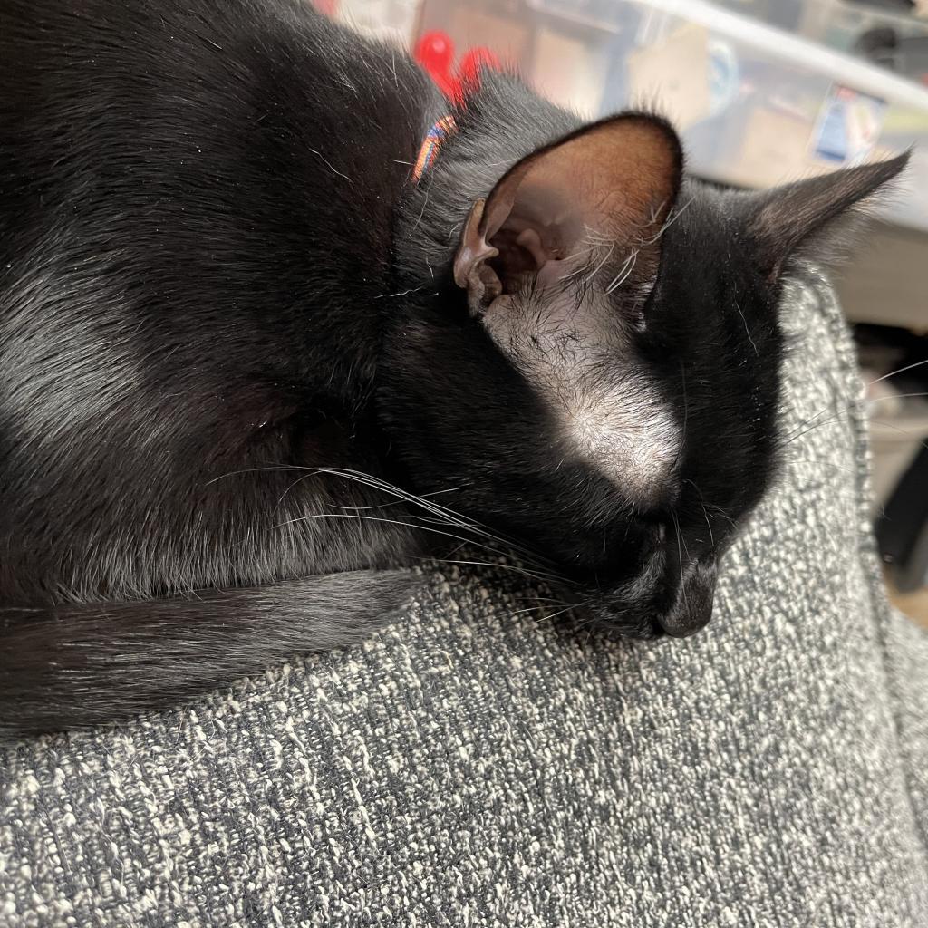 Dorito (adoption pending), an adoptable Domestic Medium Hair in Bismarck, ND, 58507 | Photo Image 2