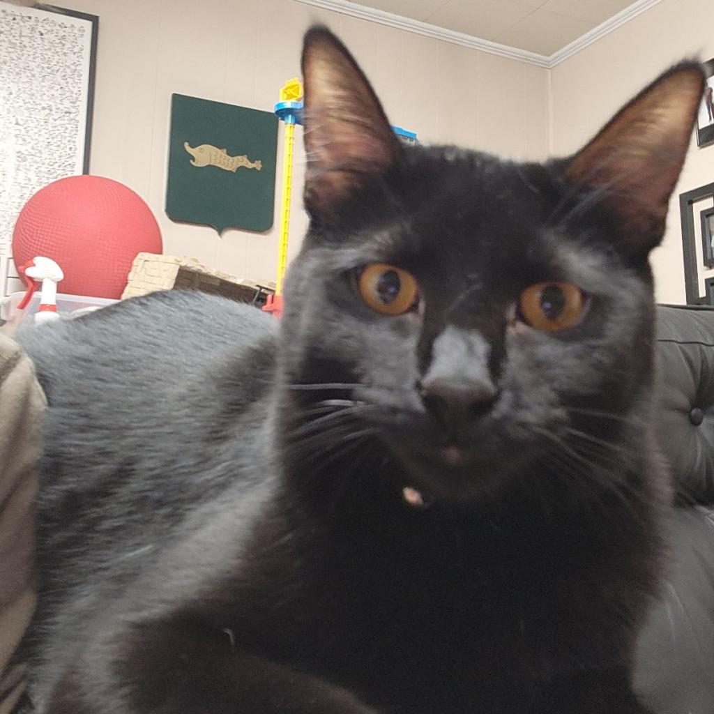 Dorito (adoption pending), an adoptable Domestic Medium Hair in Bismarck, ND, 58507 | Photo Image 3