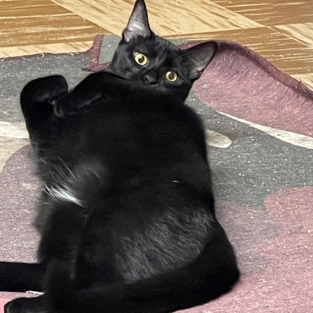 Dorito (adoption pending), an adoptable Domestic Medium Hair in Bismarck, ND, 58507 | Photo Image 4