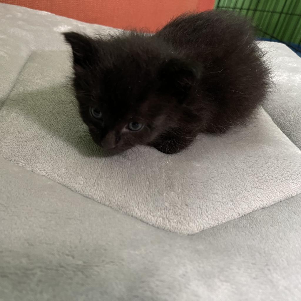 Dorito, an adoptable Domestic Medium Hair in Bismarck, ND, 58507 | Photo Image 5