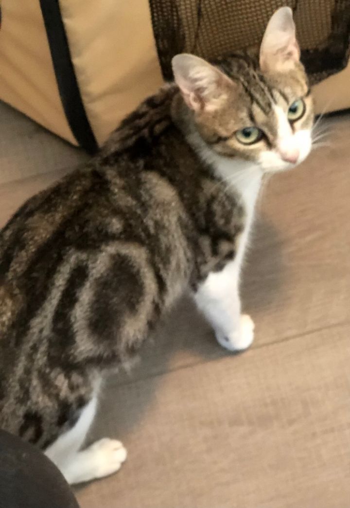 Bianca - Portofino Petsmart 1
