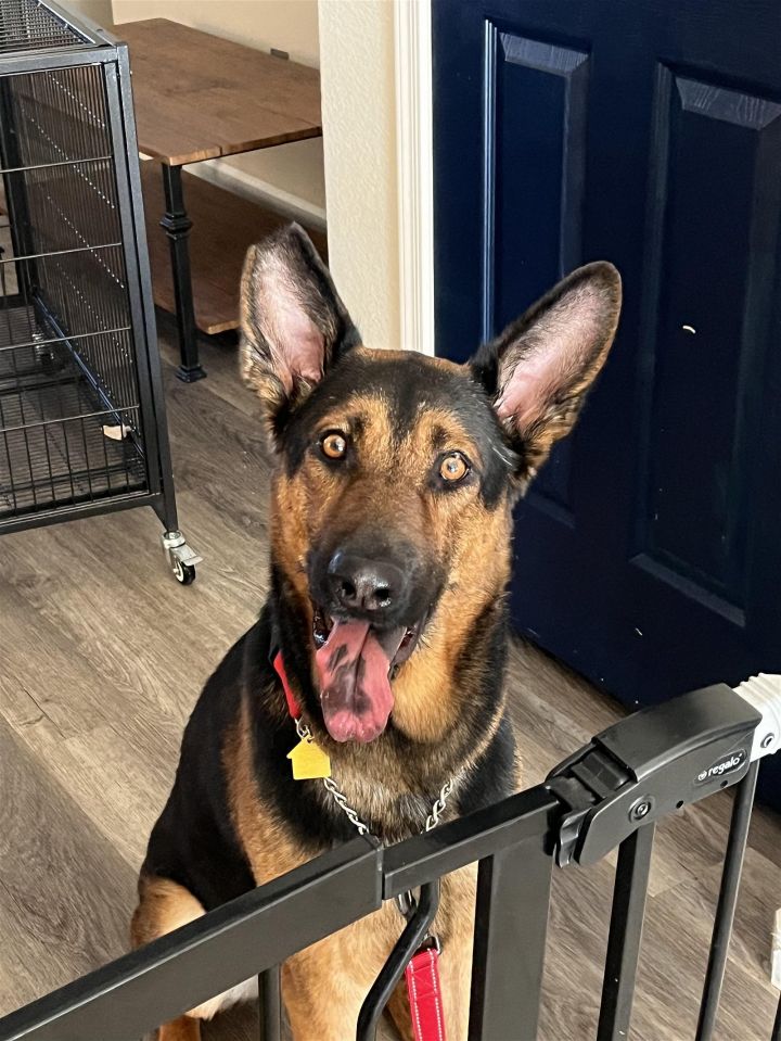 Ernie (Courtesy post) 1
