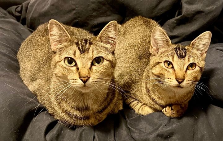 Peanut and Hannah, an adoptable Abyssinian Mix in Granby, CT_image-1