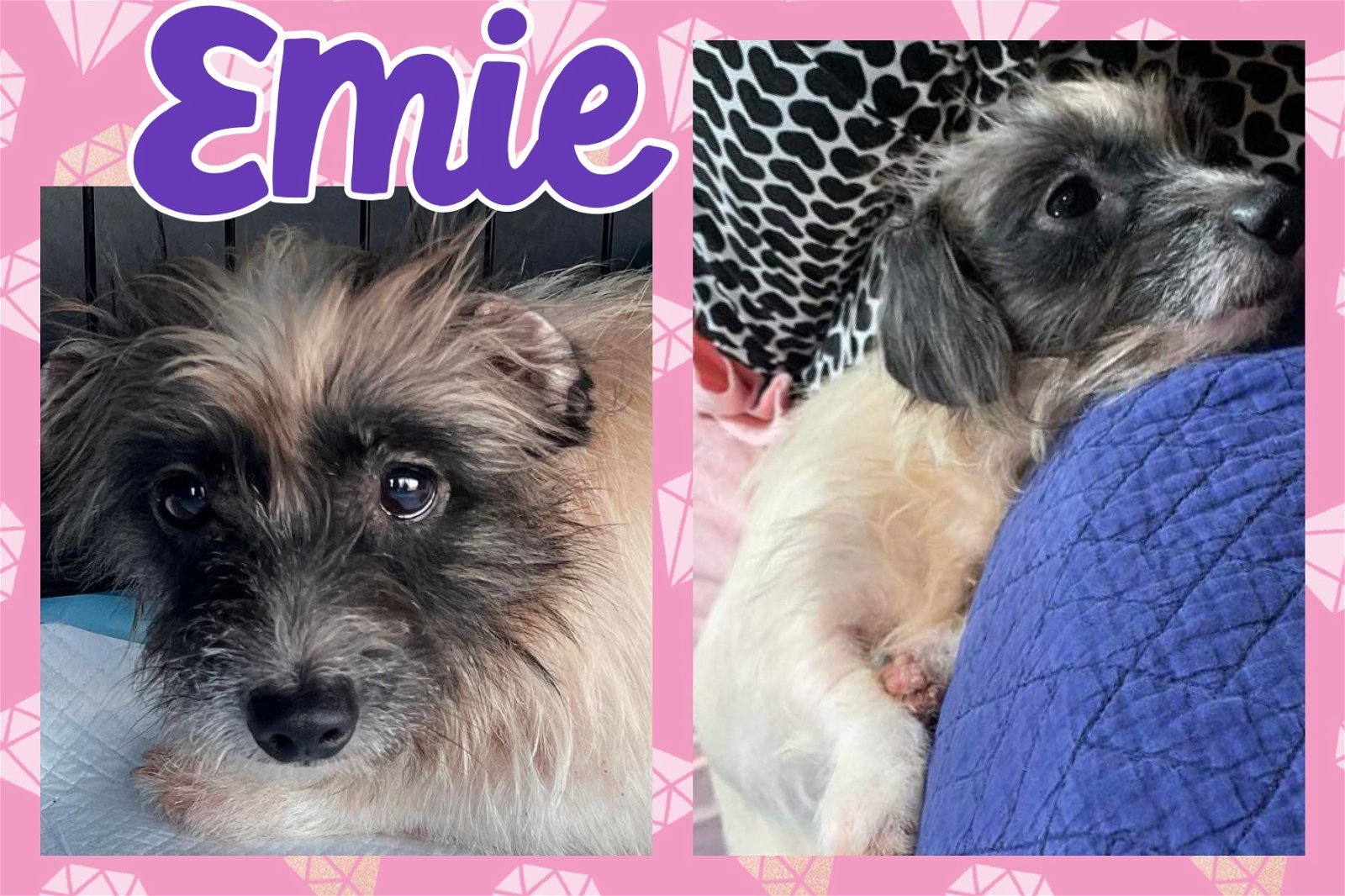Emie, an adoptable Maltese, Dachshund in Grand Bay, AL, 36541 | Photo Image 2