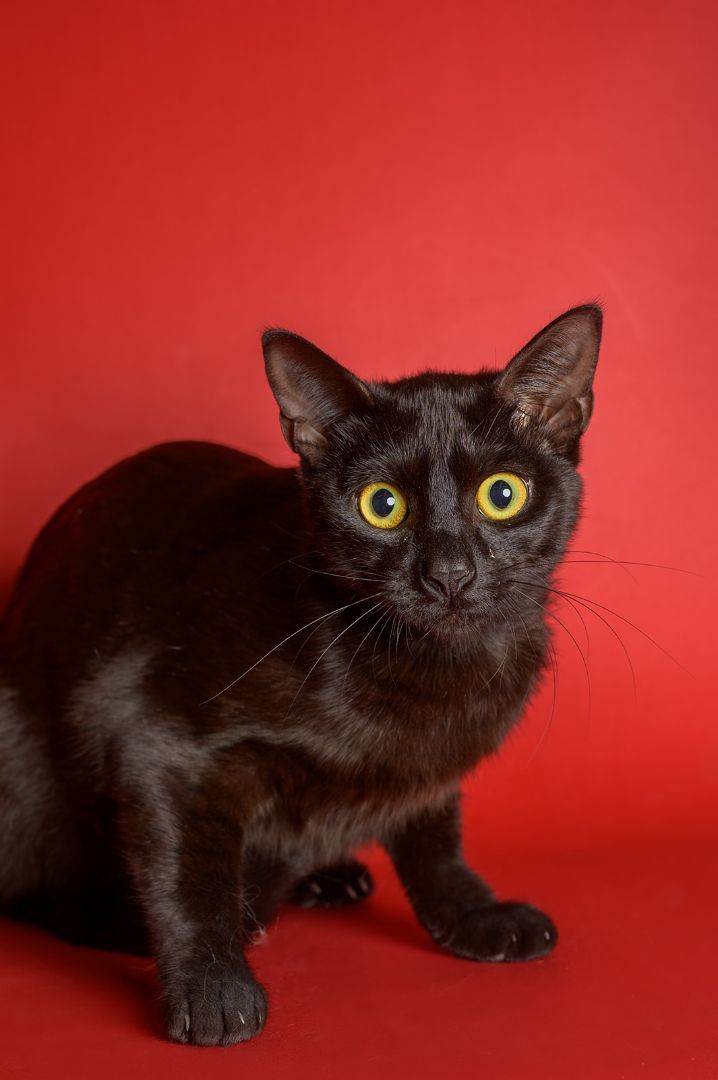 Pita, an adoptable Domestic Short Hair in Youngstown, FL_image-3