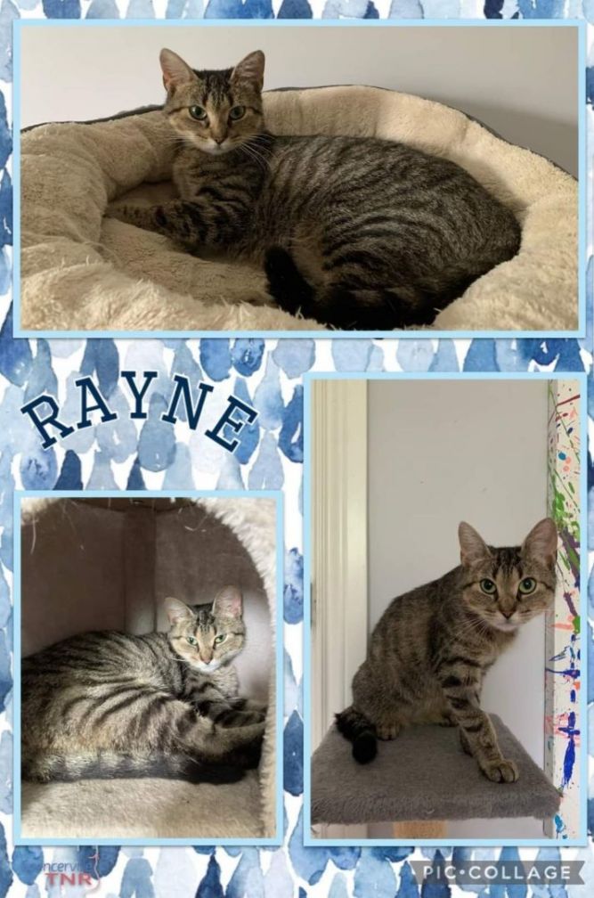 Rayne