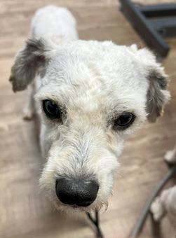 Petfinder schnoodle hot sale