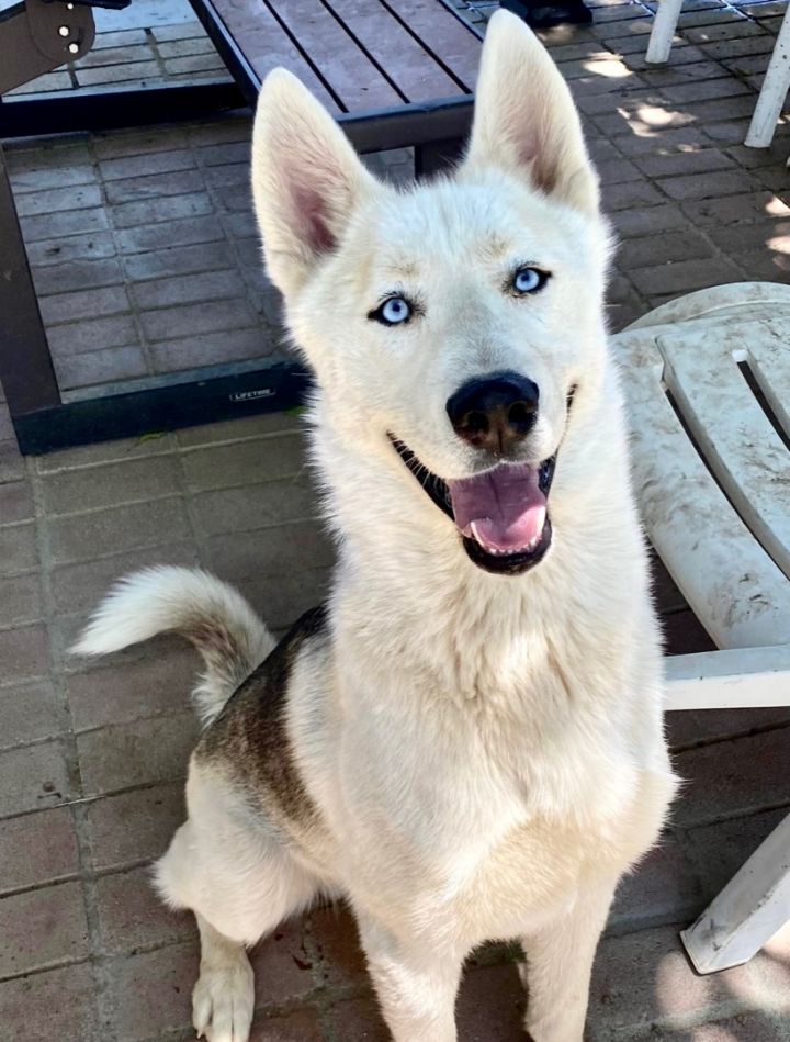 White husky mixed 2024 with german shepherd