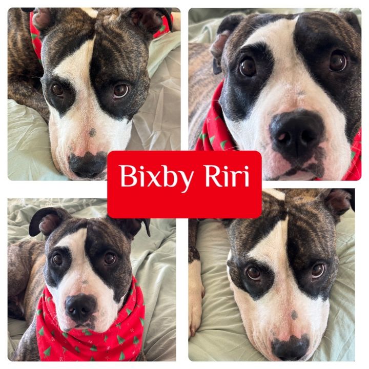 Bixby , an adoptable Pit Bull Terrier in Palmdale, CA_image-1