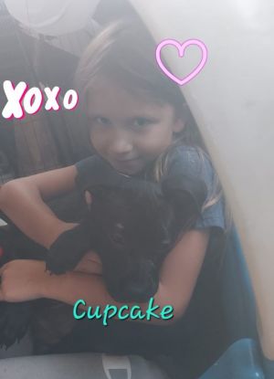 Puppy Cupcake