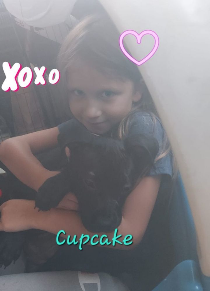 Puppy Cupcake 1