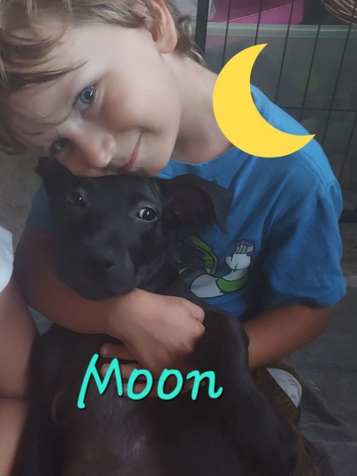 Puppy Moon 4