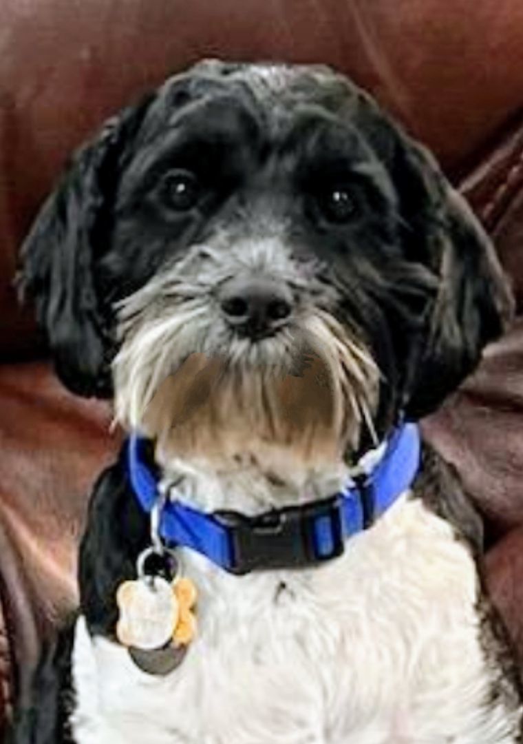 PIPPA, an adoptable Cockapoo in Wooster, OH, 44691 | Photo Image 1